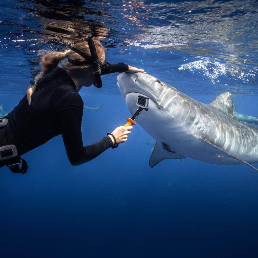 Photo of Hawaii Adventure Diving safety diver Annika Zerne Young in the ocean petting the nose of a tiger shark while holding a GoPro.