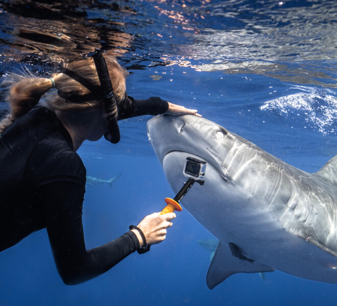 Photo of Hawaii Adventure Diving safety diver Annika Zerne Young petting the nose of a tiger shark while holding a GoPro.