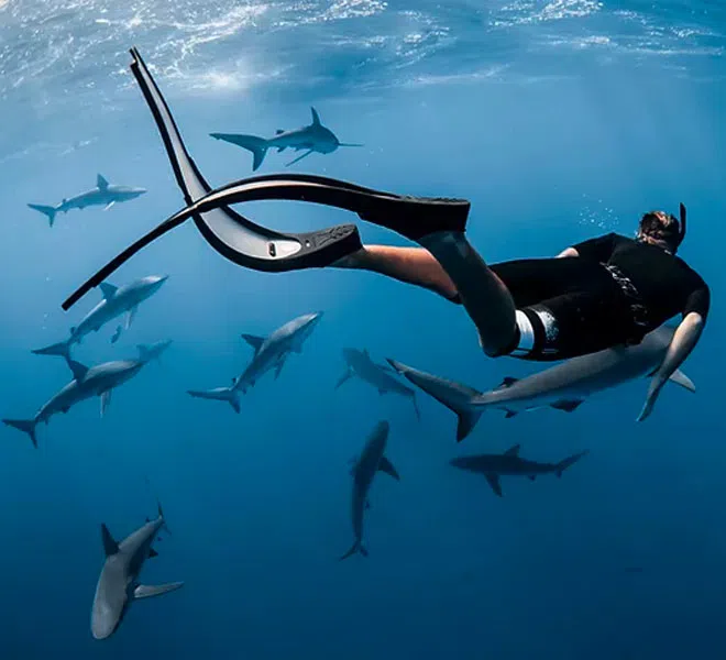 Photo of Hawaii Adventure Diving photographer and safety diver Danny Mako snorkeling underwater with a swirling swarm of menacing looking sharks.