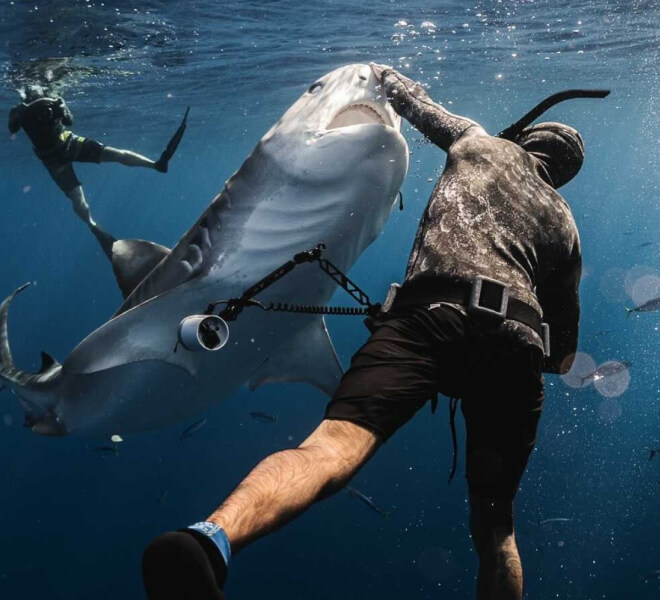 Photo of Hawaii Adventure Diving safety diver Nick Lowenstine pressing his hand over the nose of a large tiger shark.