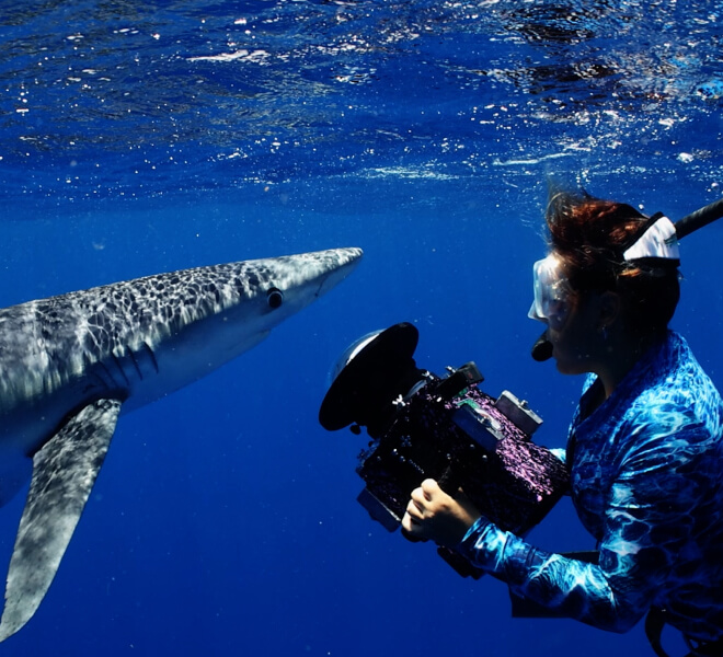Photo of Hawaii Adventure Diving safety diver and photographer Sammy taking a picture of a shark with a professional underwater camera system.