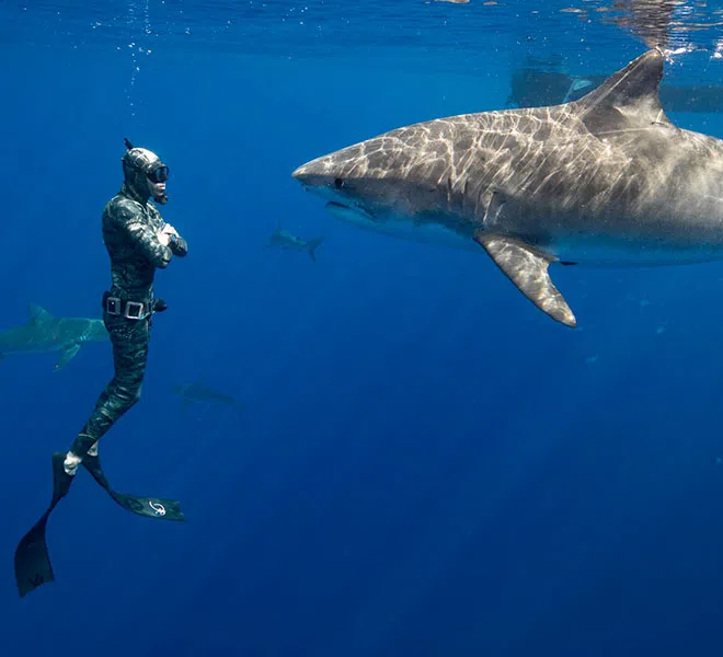 Photo of Hawaii Adventure Diving captain and safety diver Sava under water swimming upright directly in front of a great white shark.