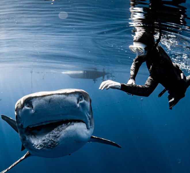 Photo of Hawaii Adventure Diving boat captain, Stacy Lieser snorkeling next to a large tiger shark.