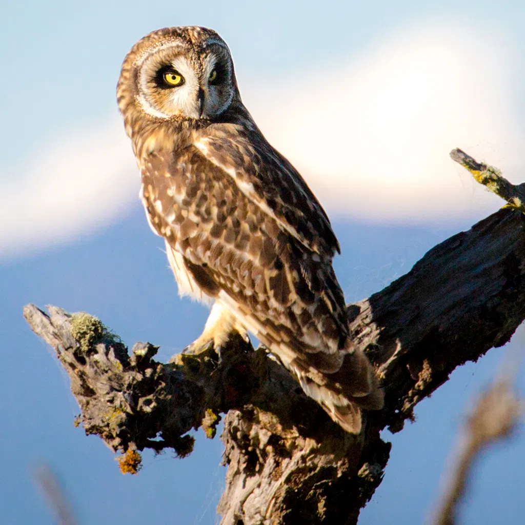 Photo of a Hawaiian owl perched on a tree