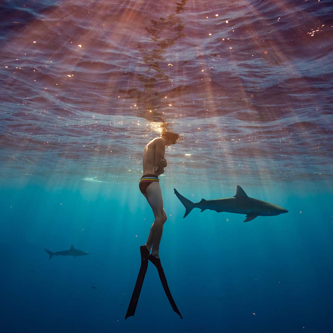 A male diver wearing fins floats near the surface of the ocean as sharks swim past in clear blue water off the North Shore of Oahu, Hawaii.