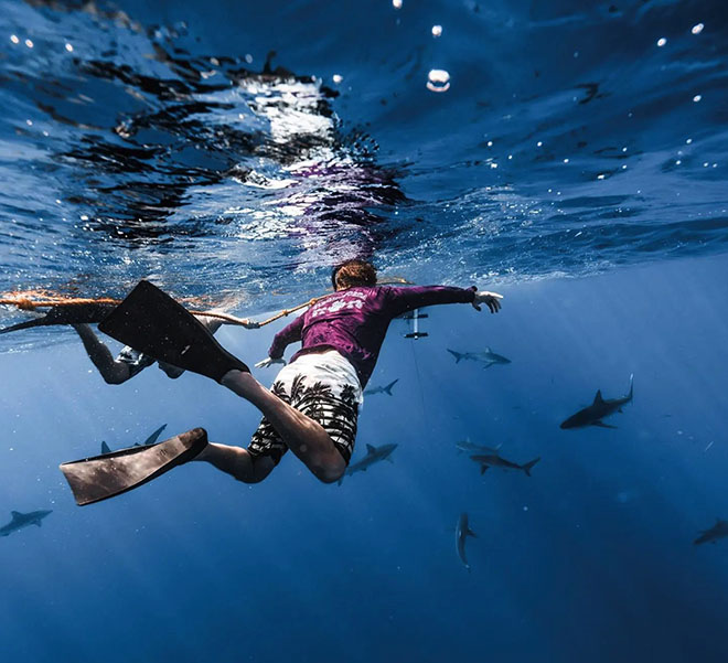 An underwater photo of a group of Hawaii shark diving tour guests holding on to a safety rope while swimming in the open ocean without a cage above a large shark. They're wearing swim fins and snorkel gear and watching the shark as it swims by. One of the divers is pointing a hand held camera at the shark. Another shark and the shark tour boat can be seen in the distance.