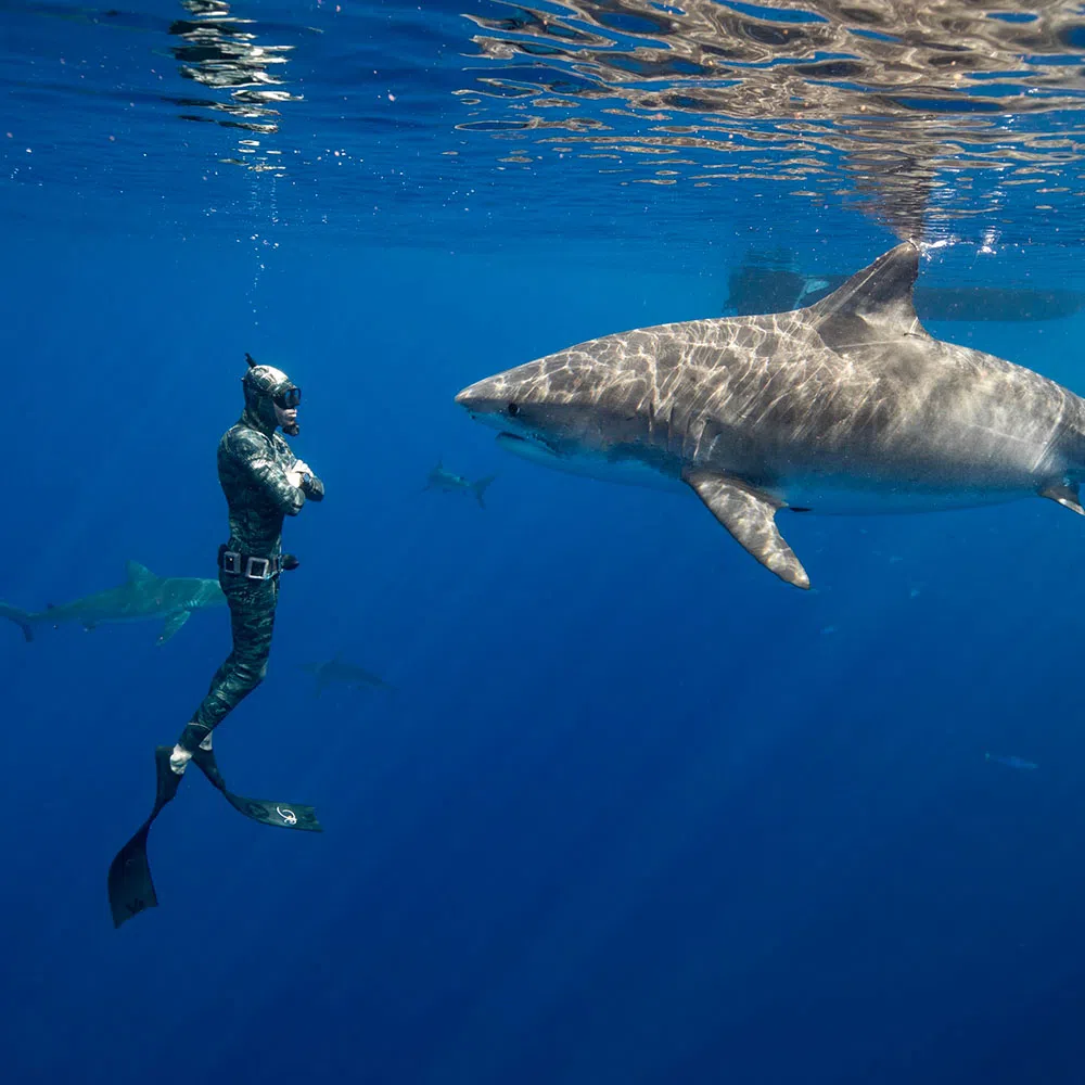 Photo of Hawaii Adventure Diving captain and safety diver Sava under water swimming upright directly infront of a very large great white shark staring directly eye to eye, about two feet away from each other.