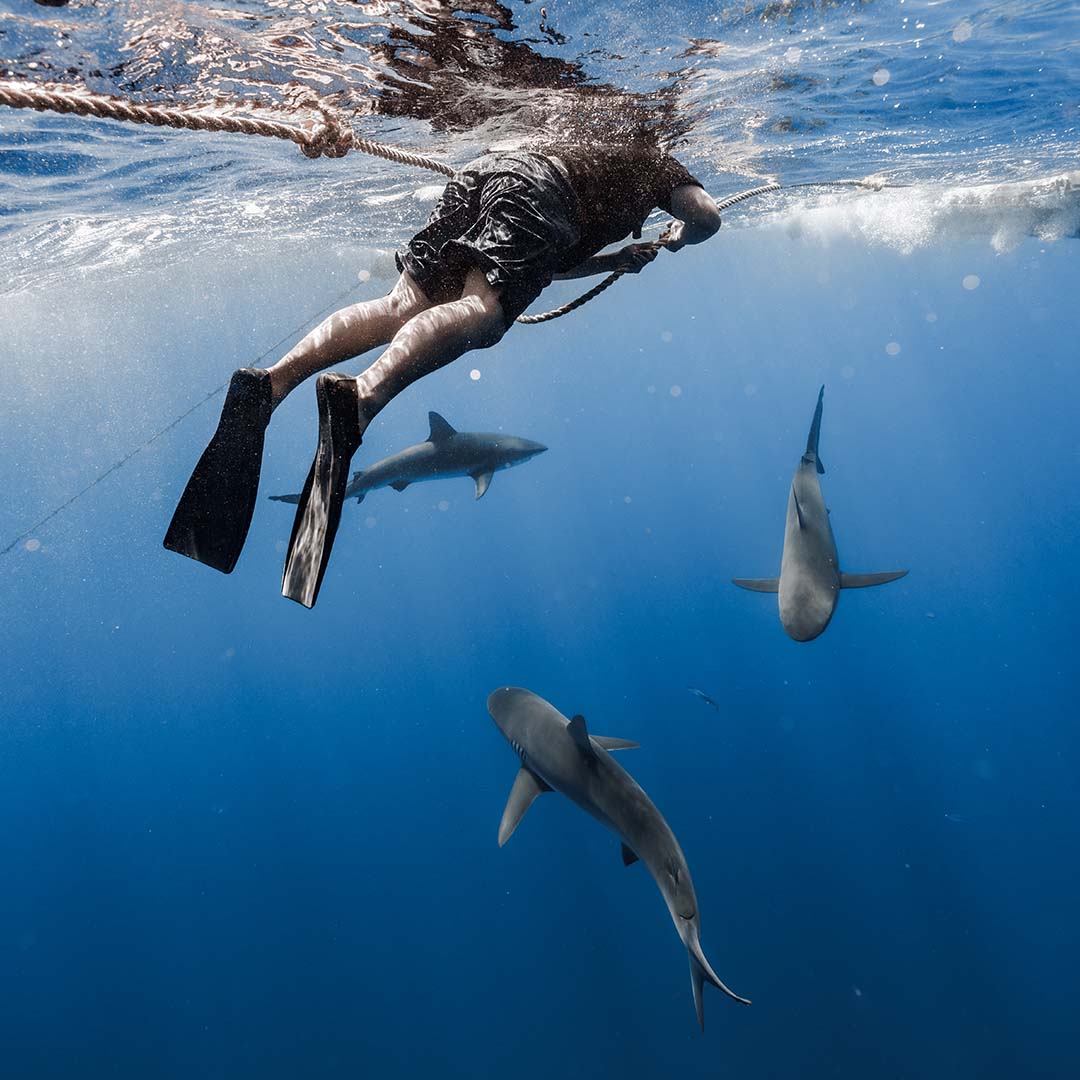 A snorkeler holds a safety rope and dives beneath the surface surrounded by multiple sharks in the open ocean off Hawaii.