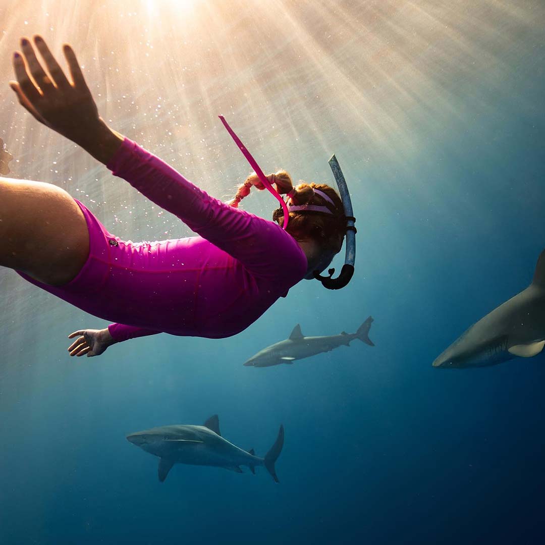 A woman in a pink wetsuit and snorkel gear swims underwater with sharks in clear blue water off Oahu, Hawaii.