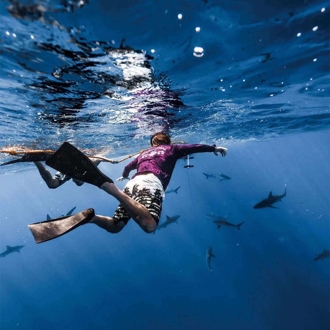 A man in his twenties is floating underwater with fins and snorkel gear looking at a group of about a dozen sharks in the water thirty feet away. He is in open ocean with the sharks without a cage. There is a safety rope next to his left shoulder. The water is a deep blue as is common in the open oceans of the coast of Hawaii.