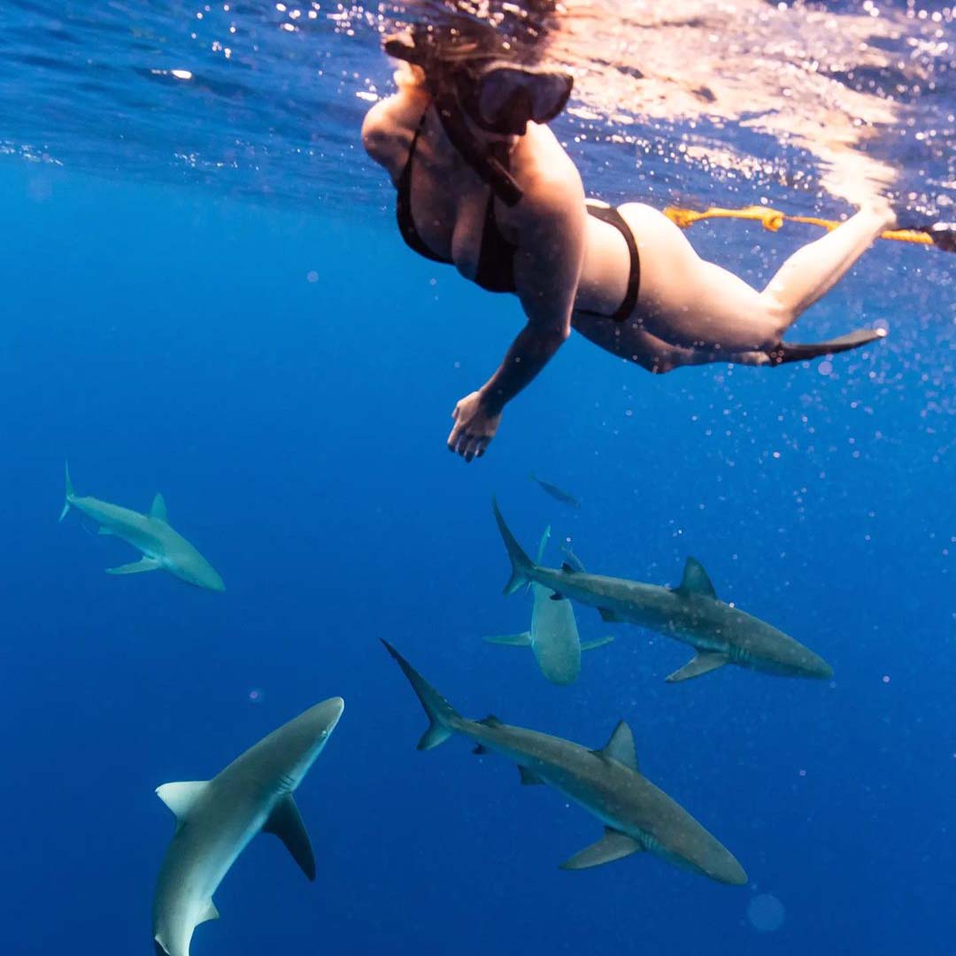 An underwater shot of a young woman freediver on a oahu shark diving tour by Hawaii Adventure Diving is swimming along the surface of the open ocean without a cage while a group of five large grey sharks swim just below her. She's wearing a dark bikini with freediving fins, a snorkel, and mask. A yellow shark diving tour safety rope can be seen in the water just behind her. The water is a deep bright blue and very clear.